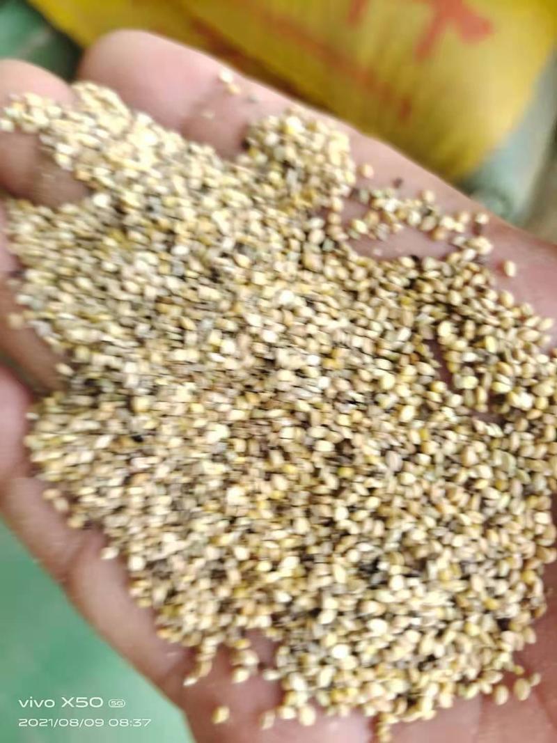 碎小米，东北小米加工厂直发酿酒专用碎小米大量有货