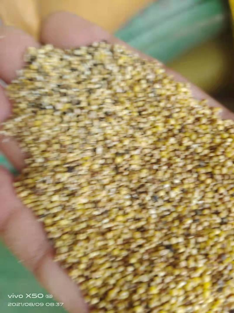 碎小米，东北小米加工厂直发酿酒专用碎小米大量有货