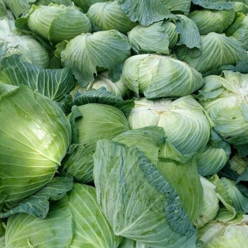 精品甘蓝圆包菜莲花，产地直发，现摘现发，货源充足