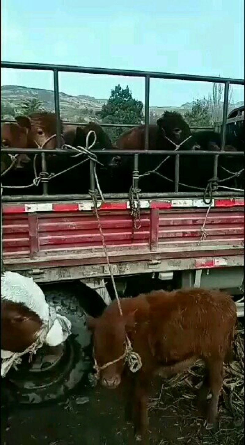关中驴，三粉丝肉驴小驴德州驴苗大乌头出售量大从优