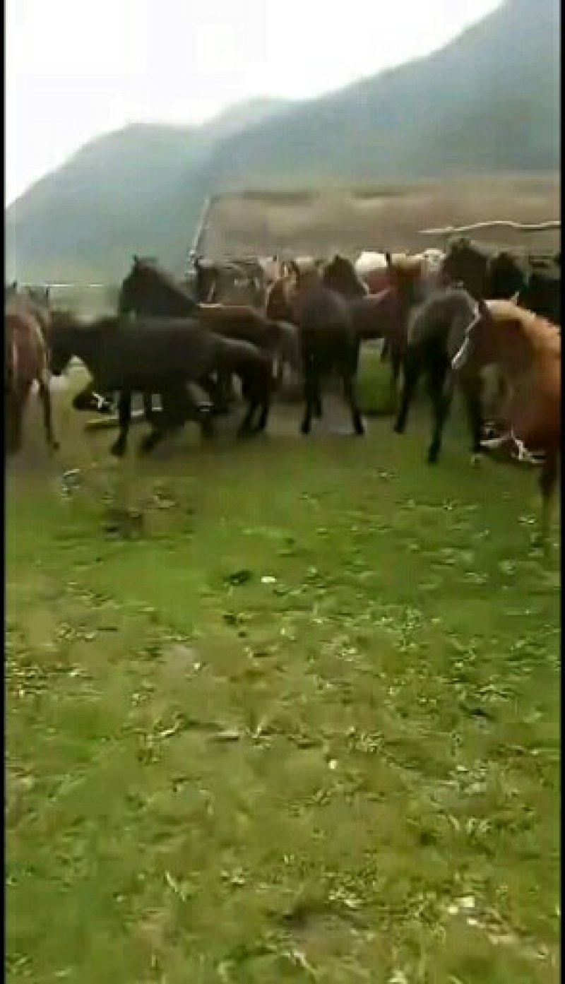 关中驴，三粉丝肉驴小驴德州驴苗大乌头出售量大从优