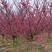 红梅供应3-12公分各种规格的红梅树梅花梅树河南货源