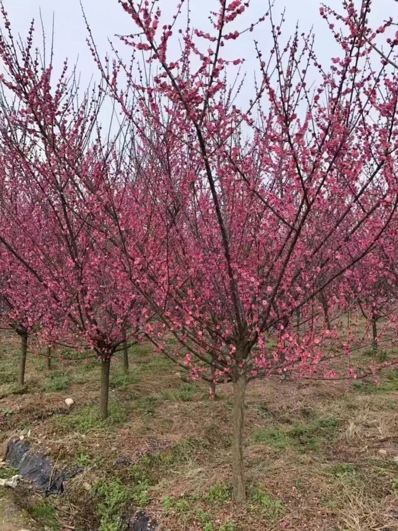 红梅供应3-12公分各种规格的红梅树梅花梅树河南货源