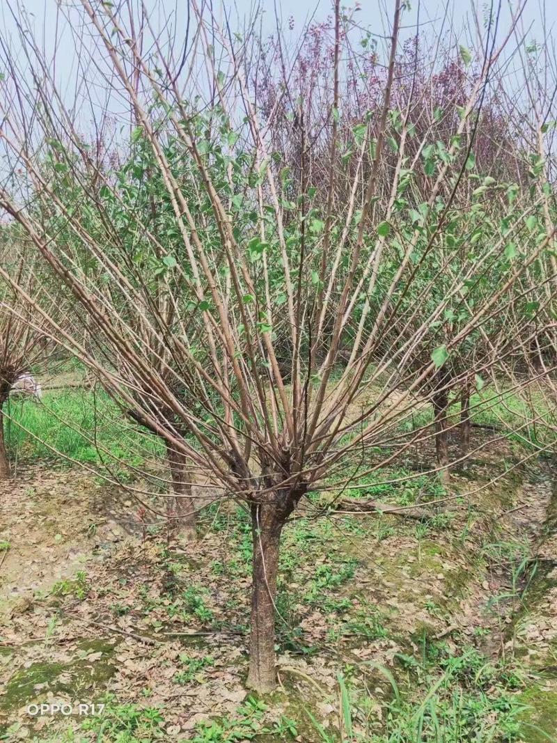 红梅供应3-12公分各种规格的红梅树梅花梅树河南货源