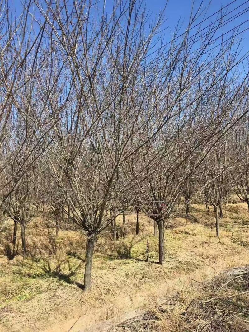 红梅供应3-12公分各种规格的红梅树梅花梅树河南货源