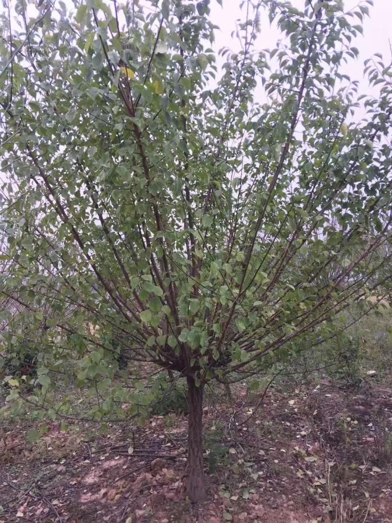 红梅供应3-12公分各种规格的红梅树梅花梅树河南货源
