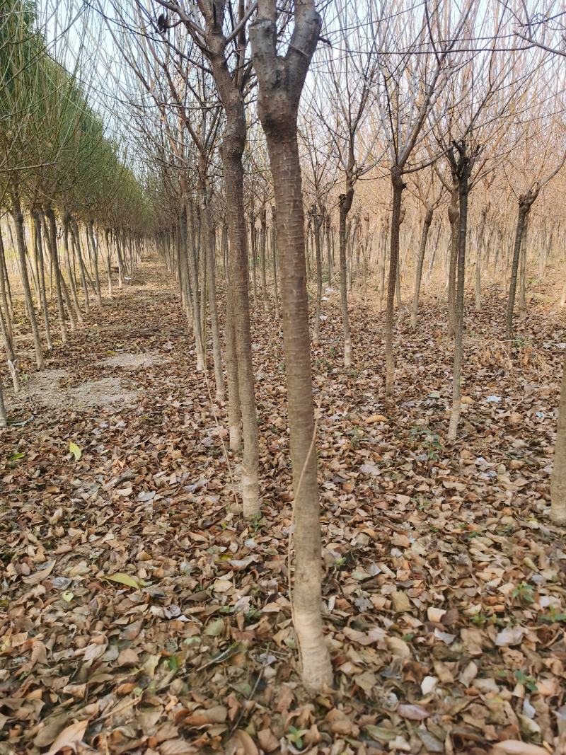 红梅供应3-12公分各种规格的红梅树梅花梅树河南货源
