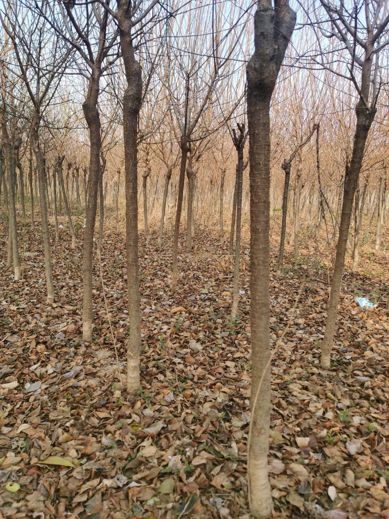 红梅供应3-12公分各种规格的红梅树梅花梅树河南货源