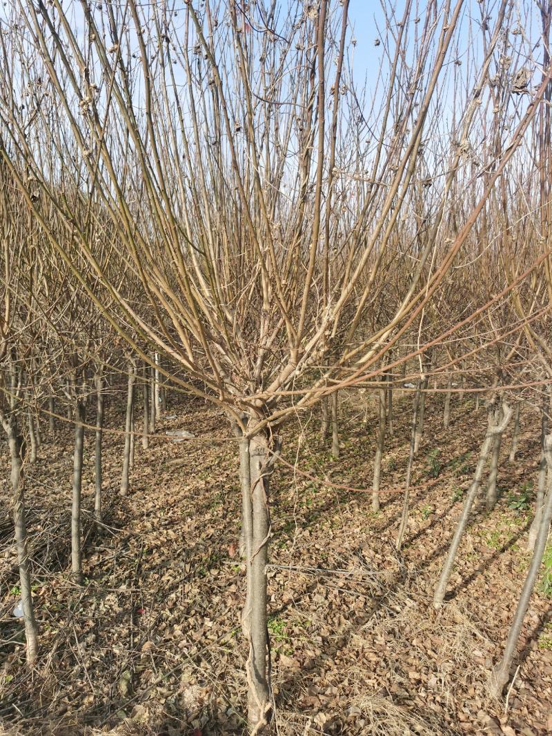 红梅供应3-12公分各种规格的红梅树梅花梅树河南货源
