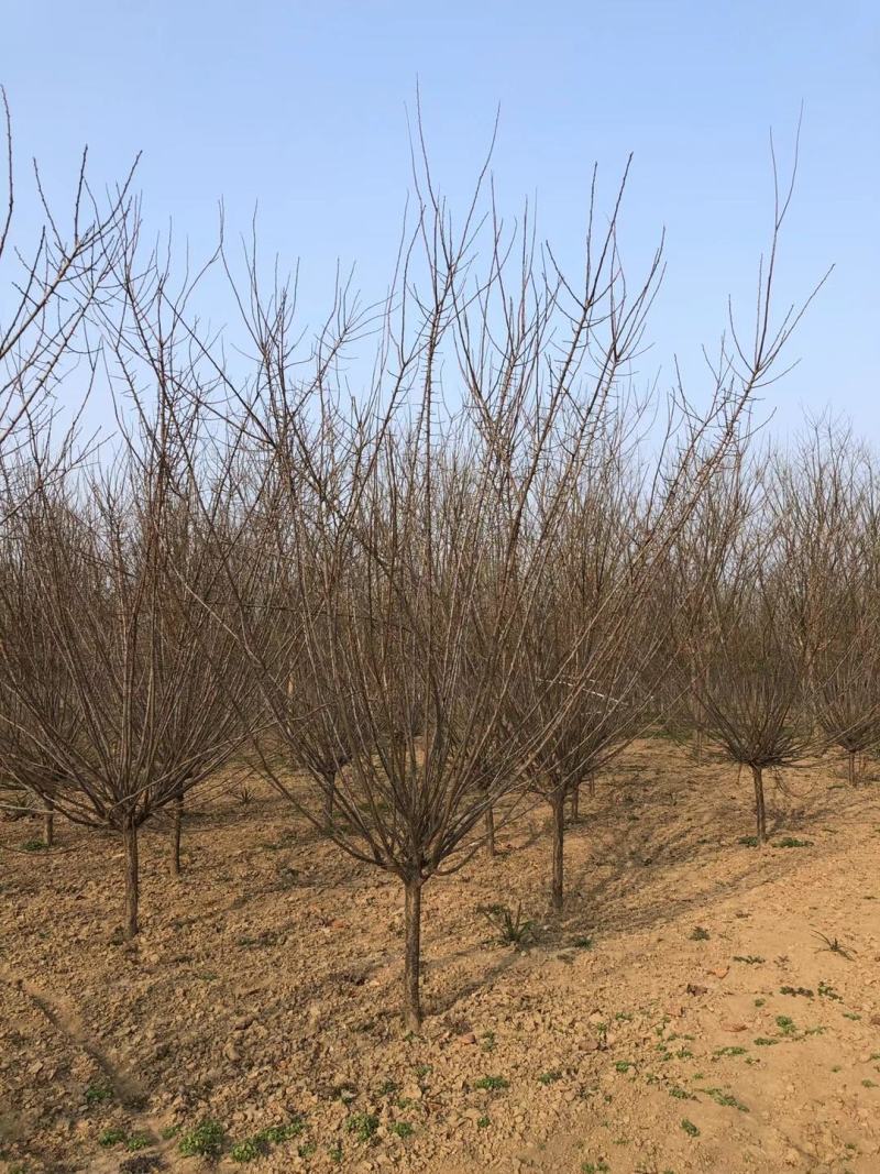 红梅供应3-12公分各种规格的红梅树梅花梅树河南货源