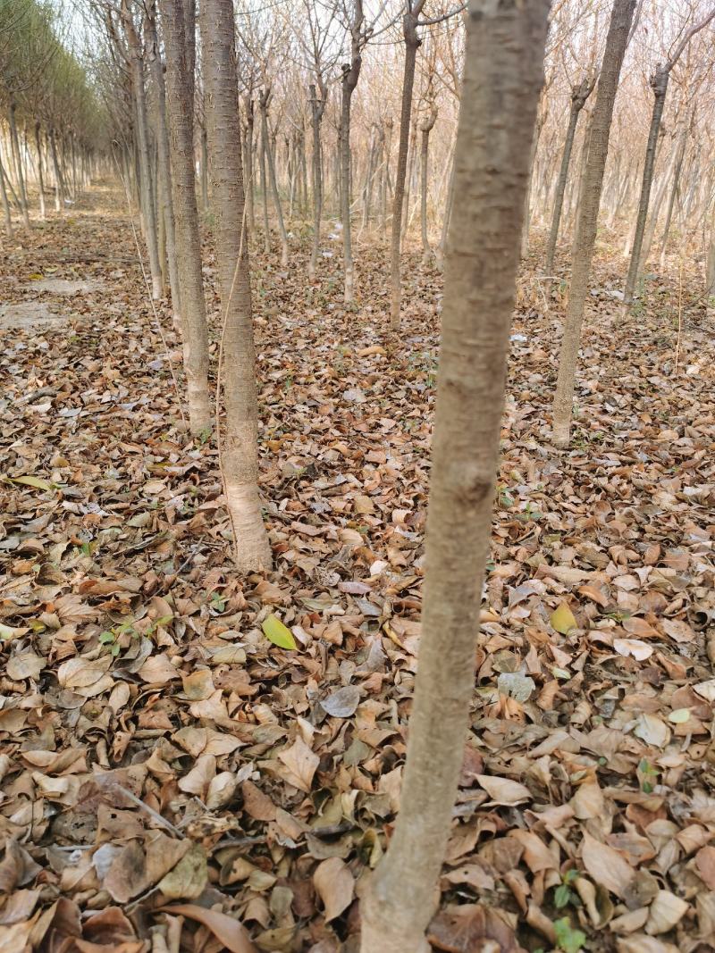 红梅供应3-12公分各种规格的红梅树梅花梅树河南货源