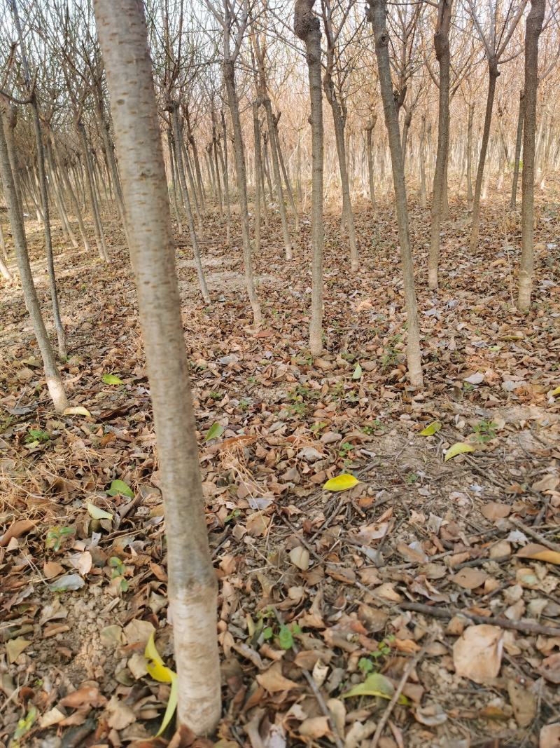 红梅供应3-12公分各种规格的红梅树梅花梅树河南货源