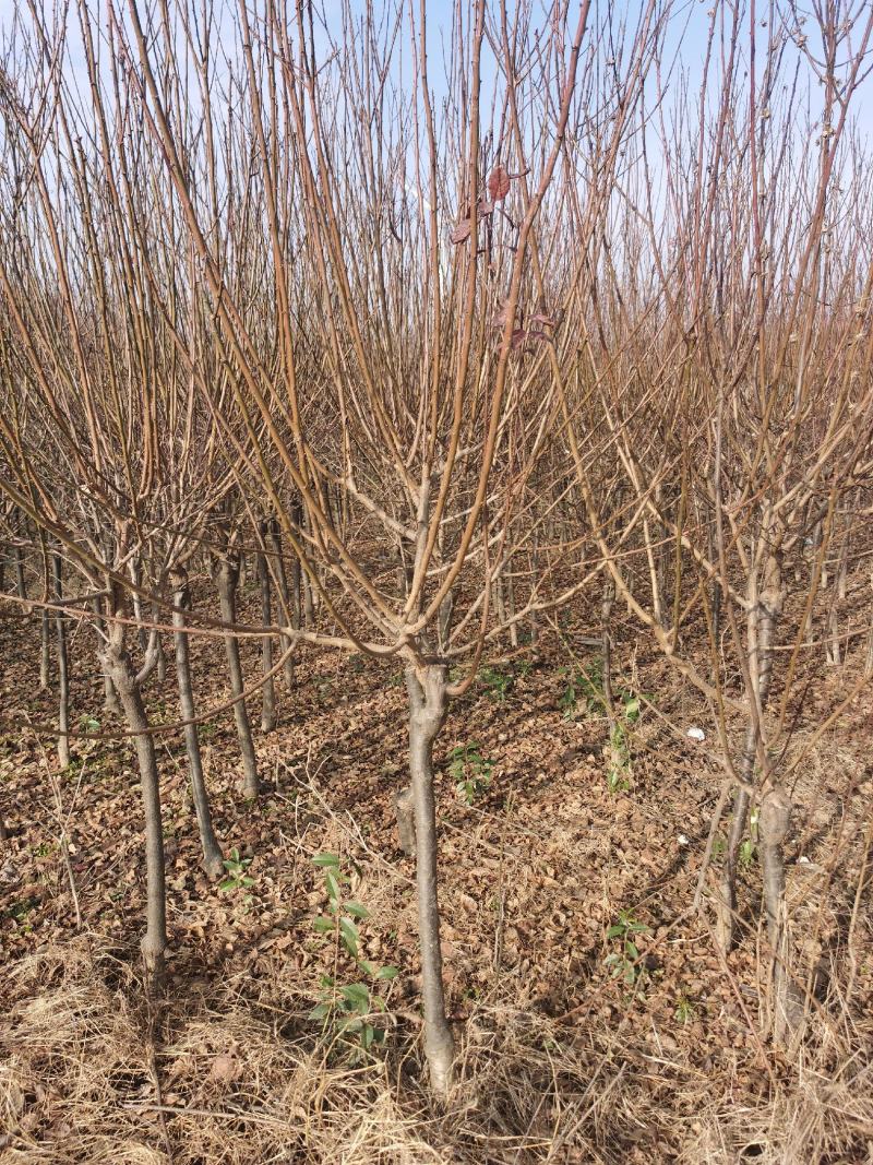 红梅供应3-12公分各种规格的红梅树梅花梅树河南货源