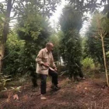 红豆杉苗，习水南方红豆杉拆迁苗，赤水曼地亚红豆杉占地小苗