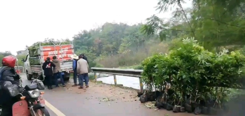 红豆杉苗，习水南方红豆杉拆迁苗，赤水曼地亚红豆杉占地小苗