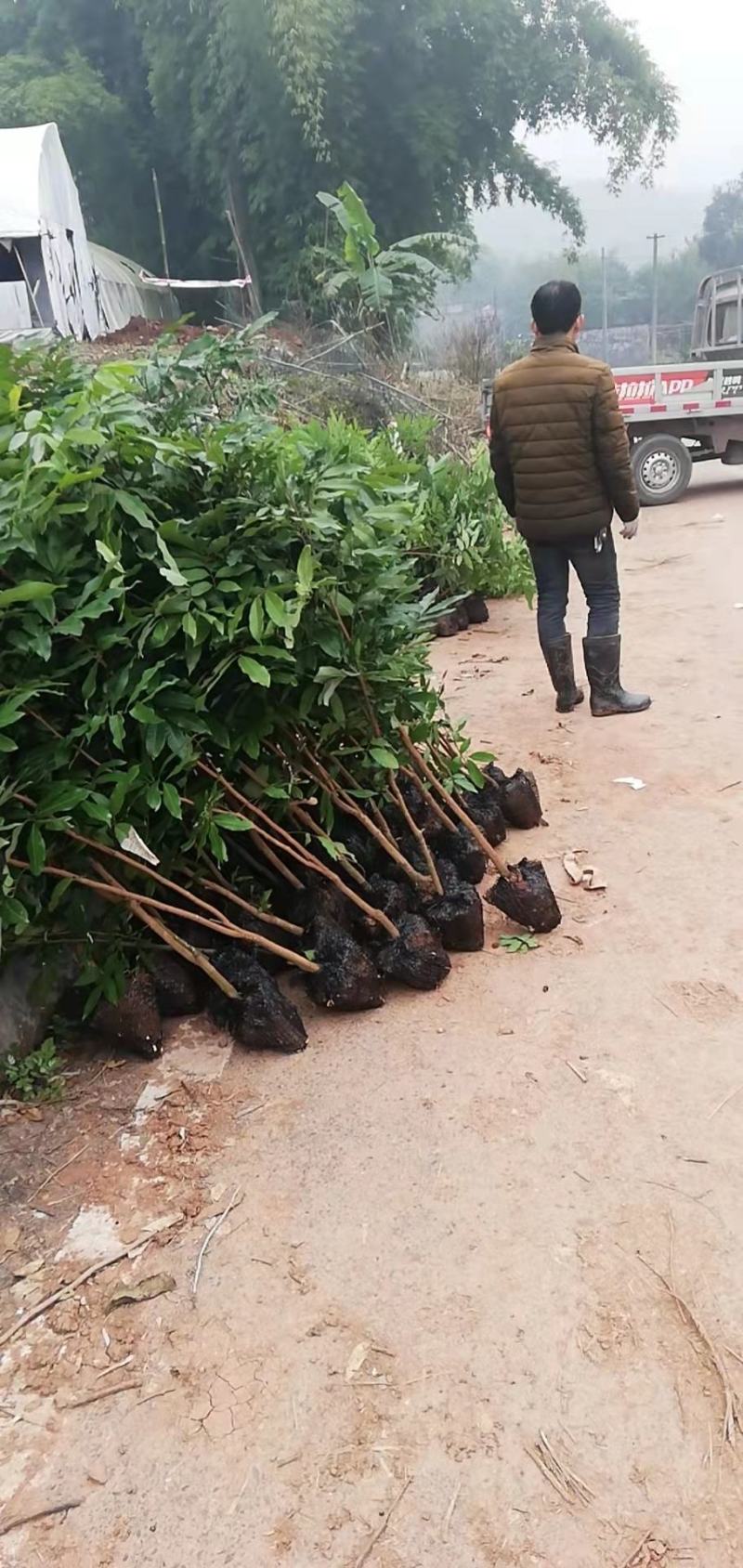 红豆杉苗，习水南方红豆杉拆迁苗，赤水曼地亚红豆杉占地小苗