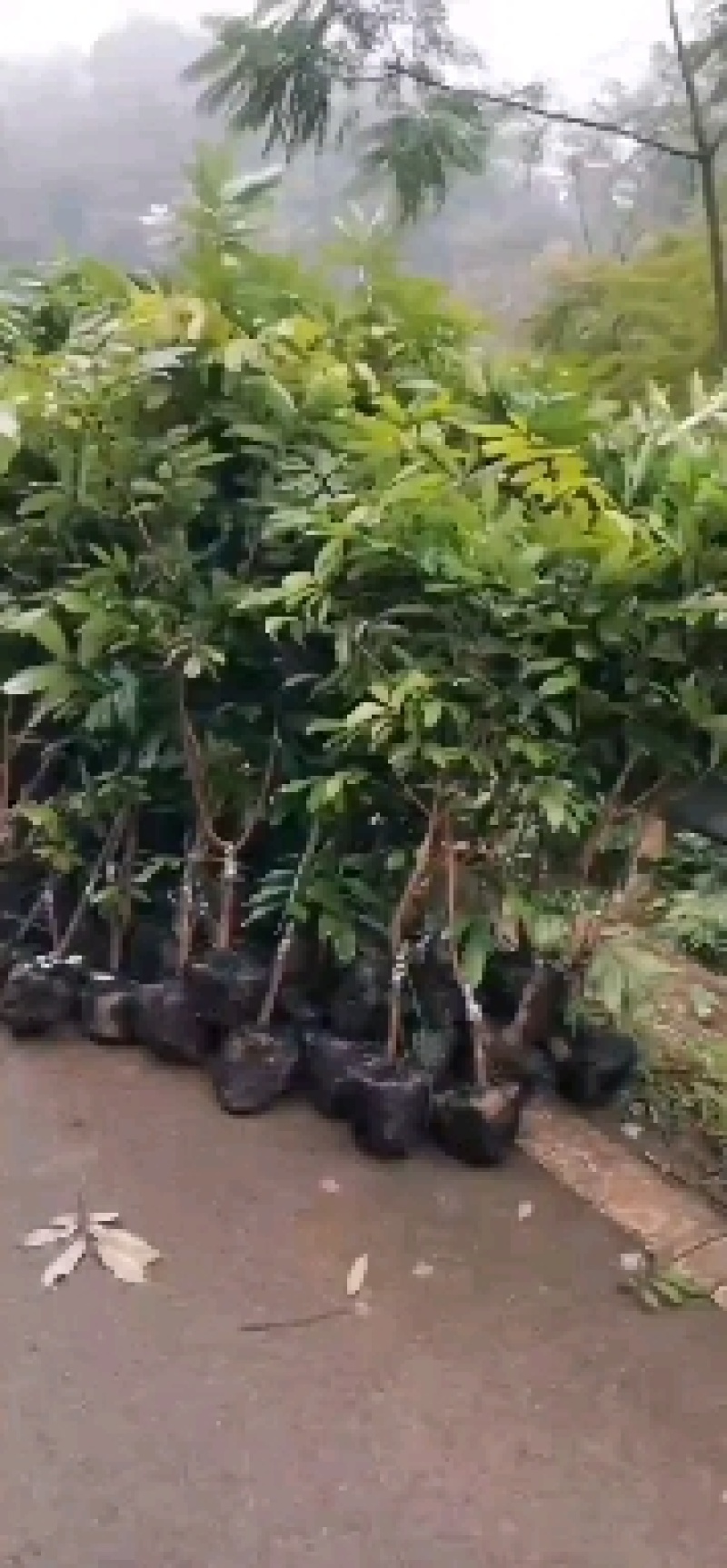 红豆杉苗，习水南方红豆杉拆迁苗，赤水曼地亚红豆杉占地小苗
