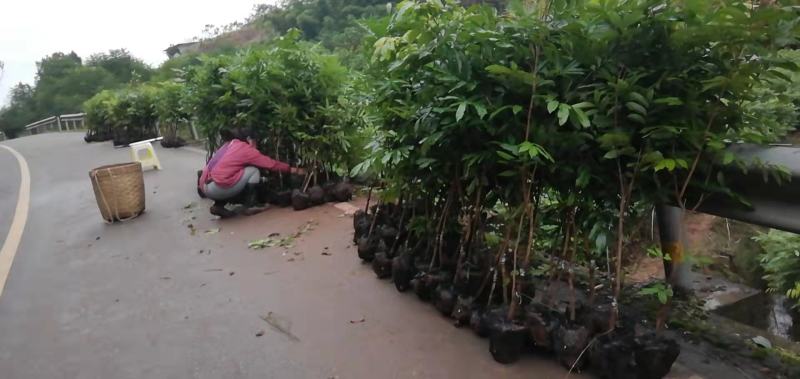 红豆杉苗，习水南方红豆杉拆迁苗，赤水曼地亚红豆杉占地小苗