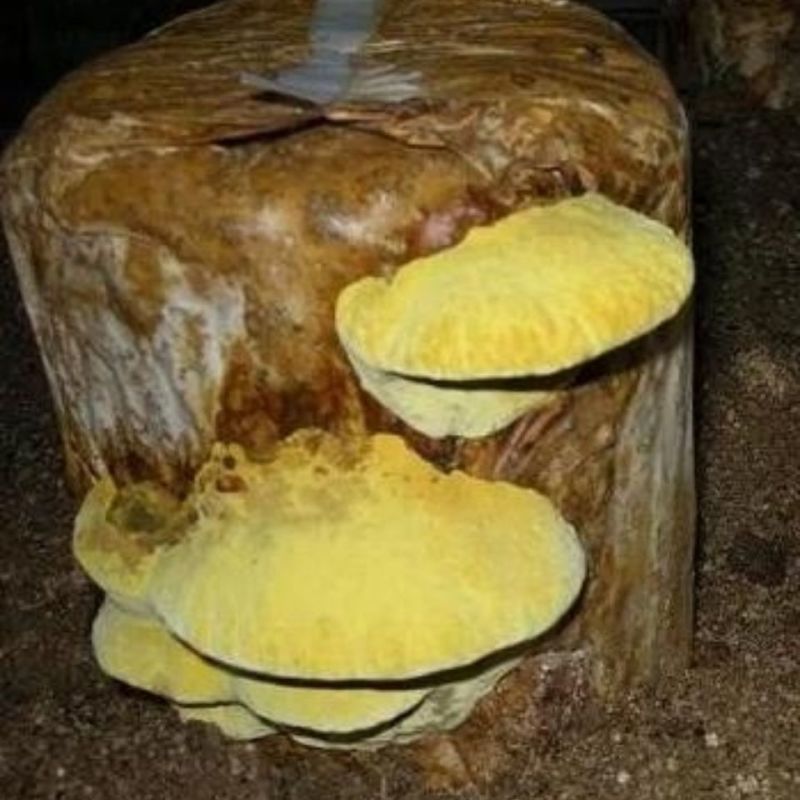 桑黄菌种菌棒家庭室内阳台四季种植植物盆栽盆景大棚栽培种