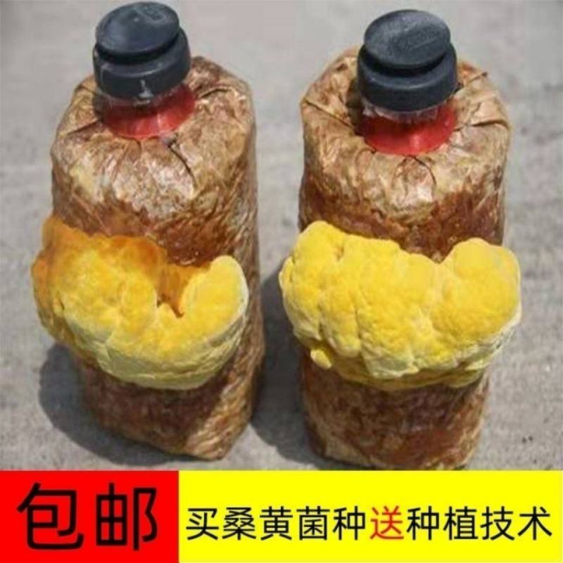 桑黄菌种菌棒家庭室内阳台四季种植植物盆栽盆景大棚栽培种