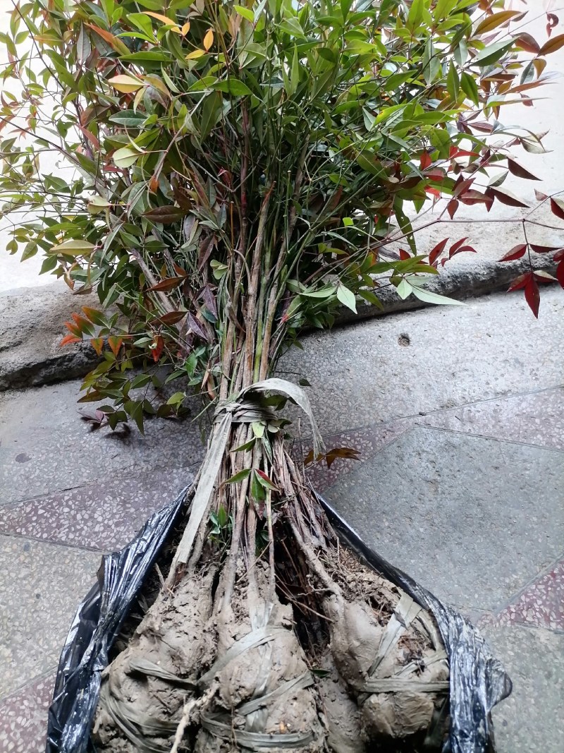 南天竹