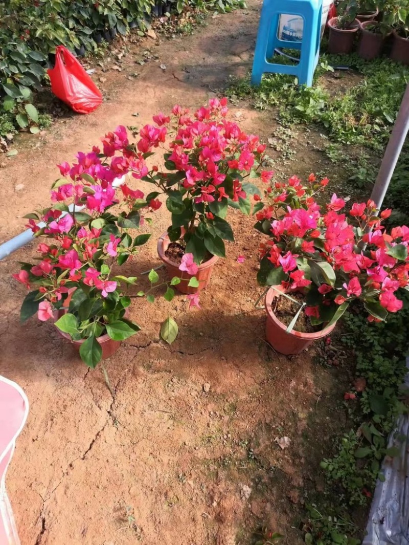 三角梅红色紫色多色三角梅种植基地直销批发