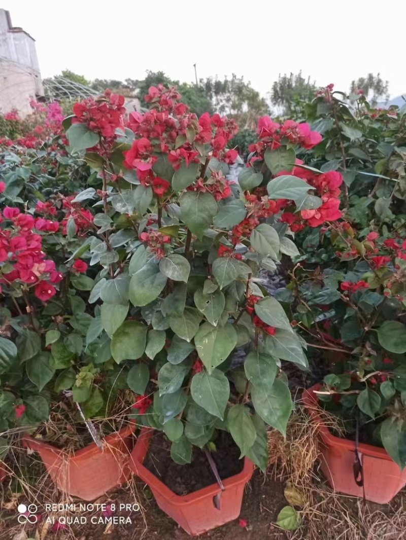 三角梅红色紫色多色三角梅种植基地直销批发