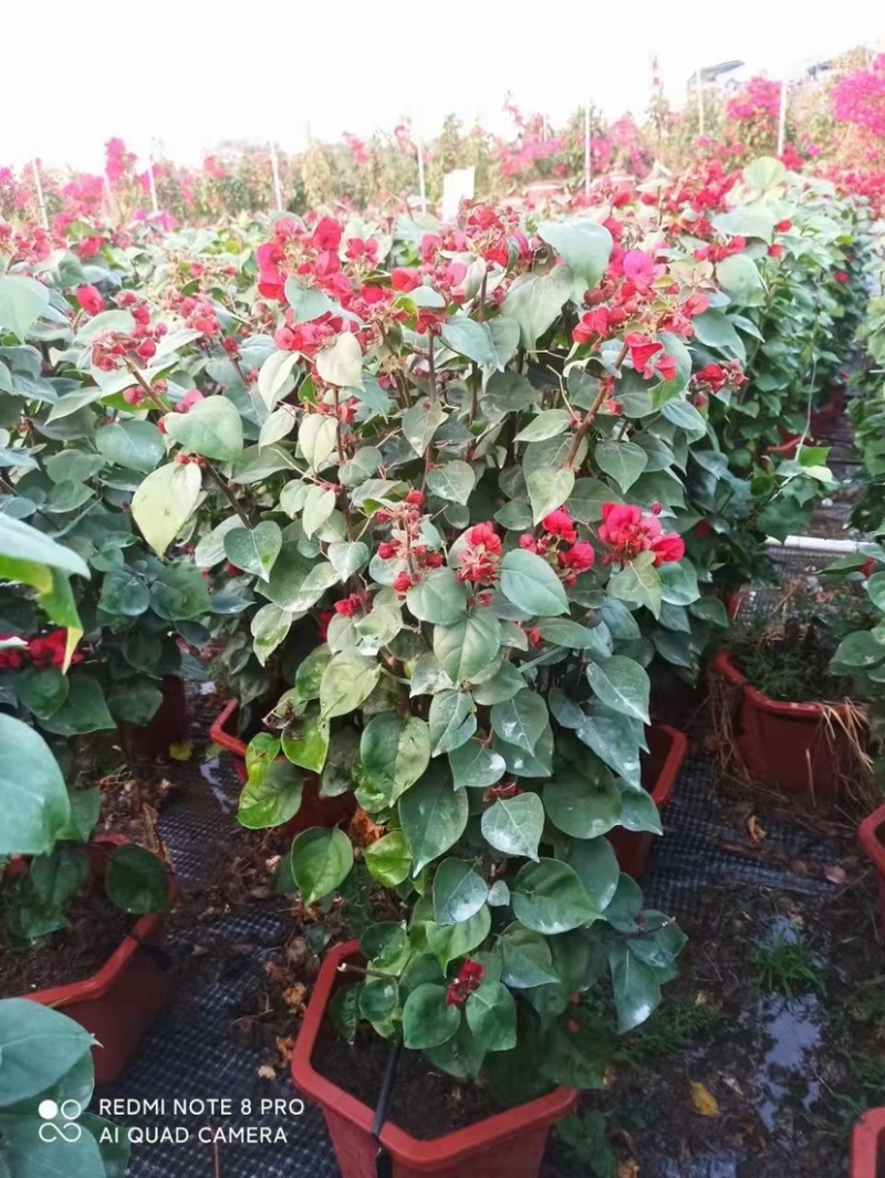 三角梅红色紫色多色三角梅种植基地直销批发