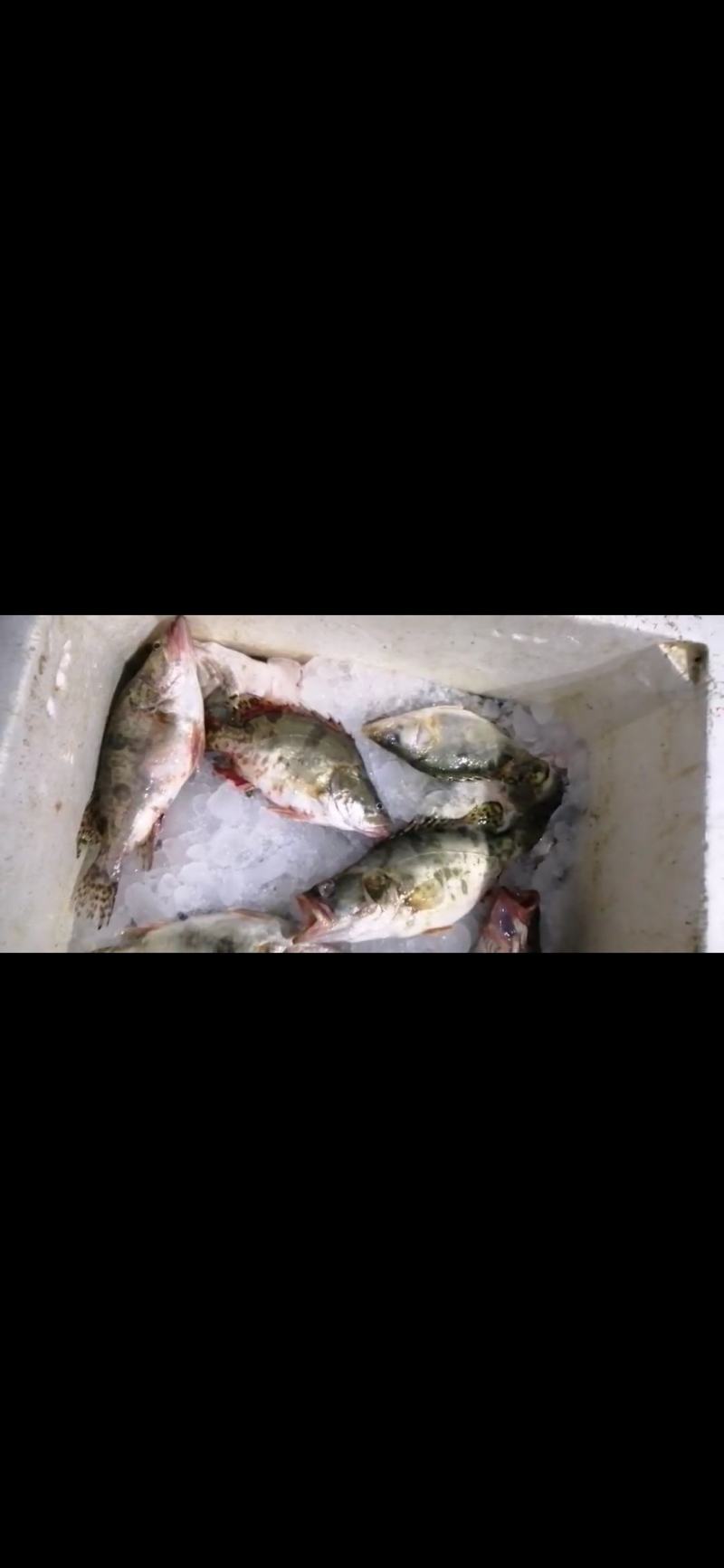 桂鱼冰鲜桂鱼臭桂鱼标桂大眼桂鱼鳜鱼