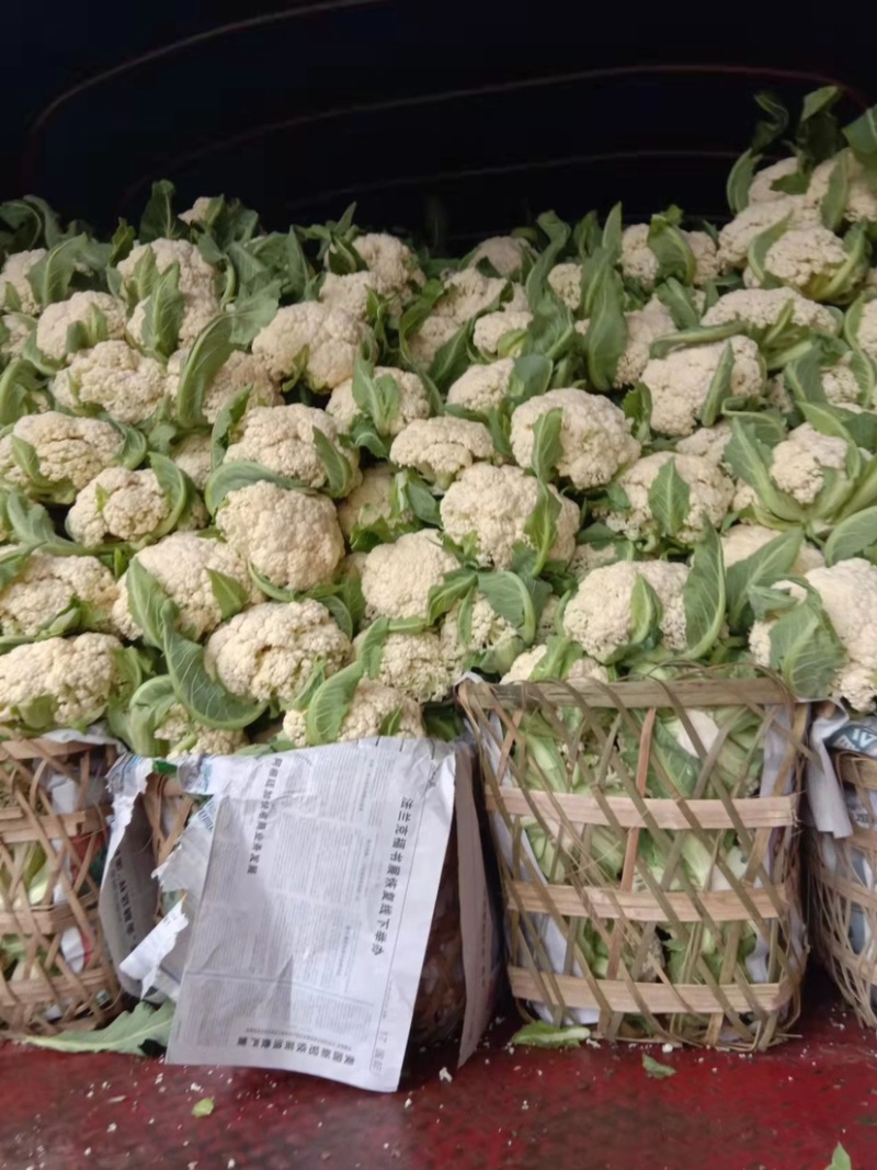 【散花菜花】四川基地发货有机花一手货源，产地直发