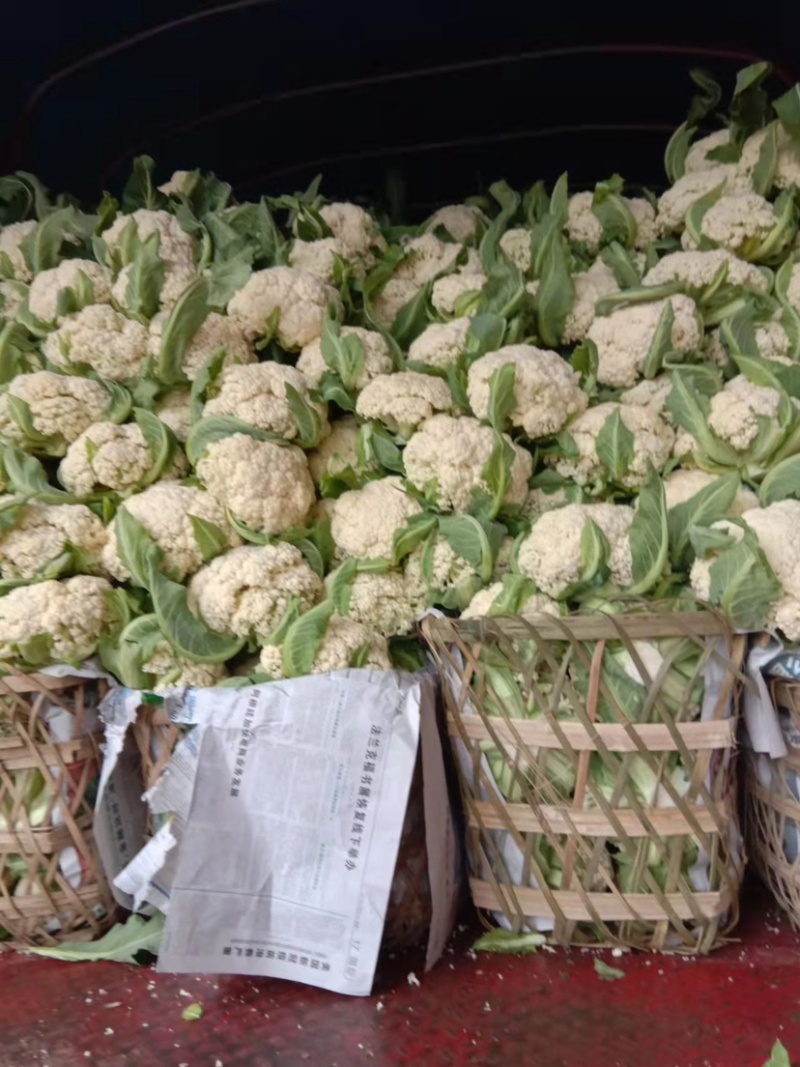 【散花菜花】四川基地发货有机花一手货源，产地直发