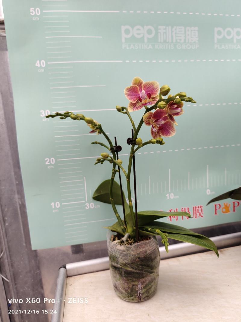 蝴蝶兰,满堂彩3.5寸，双杆多花型带分叉，一颗小花型