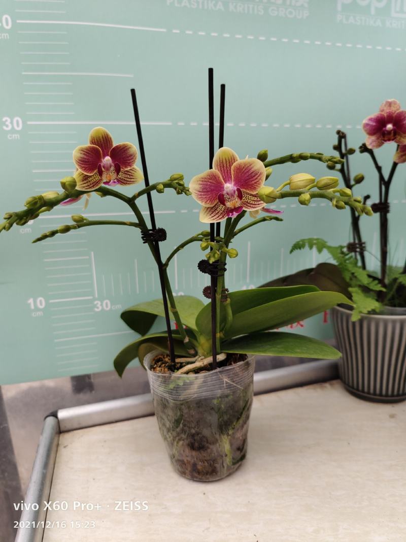 蝴蝶兰,满堂彩3.5寸，双杆多花型带分叉，一颗小花型