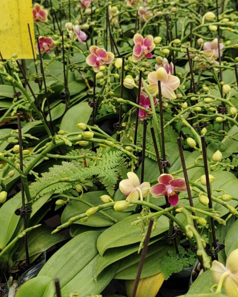 蝴蝶兰,满堂彩3.5寸，双杆多花型带分叉，一颗小花型