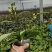 蝴蝶兰,满堂彩3.5寸，双杆多花型带分叉，一颗小花型