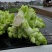 四川精品儿菜大量上市长期供应保质保量协助找车