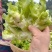 四川精品儿菜大量上市长期供应保质保量协助找车