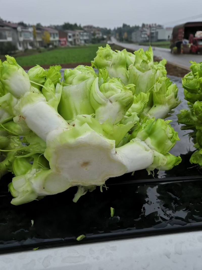 四川精品儿菜大量上市长期供应保质保量协助找车