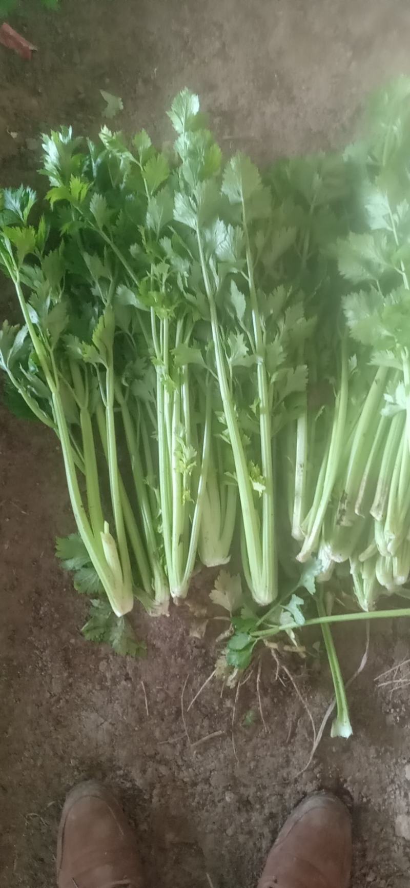 西芹