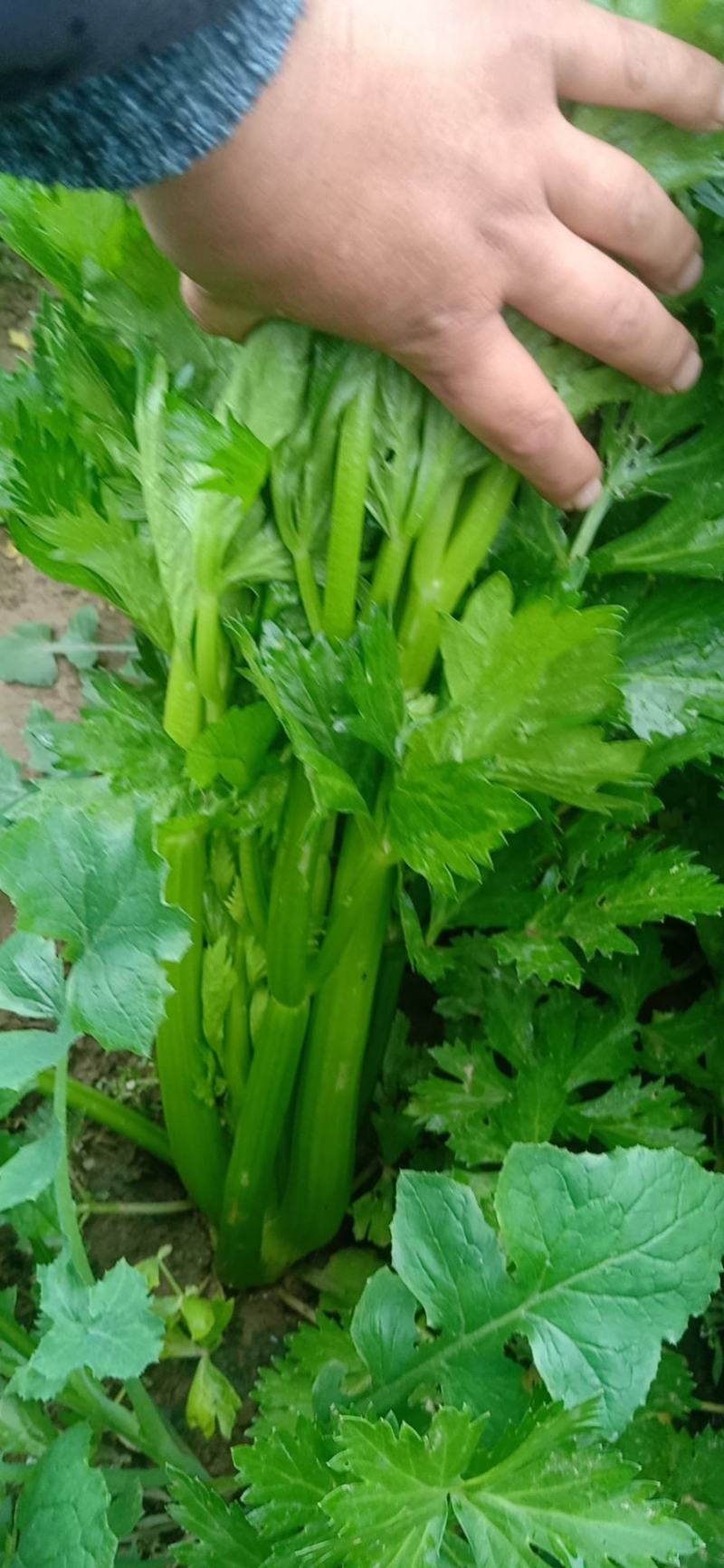西芹