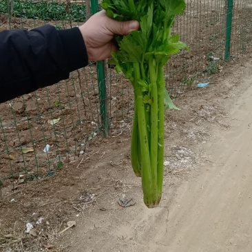 西芹