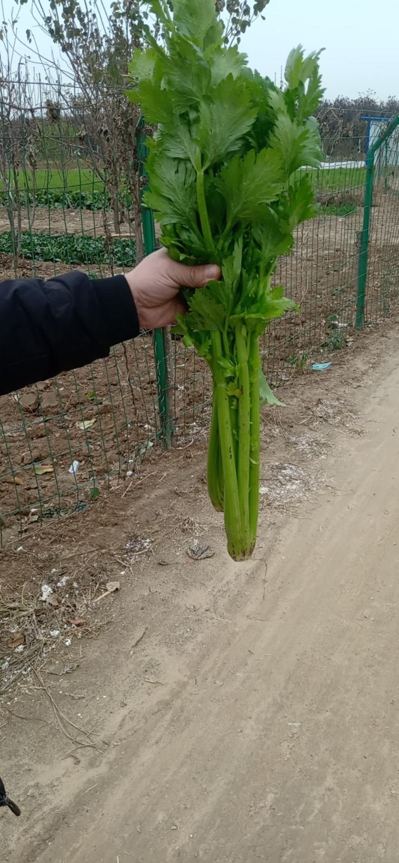 西芹