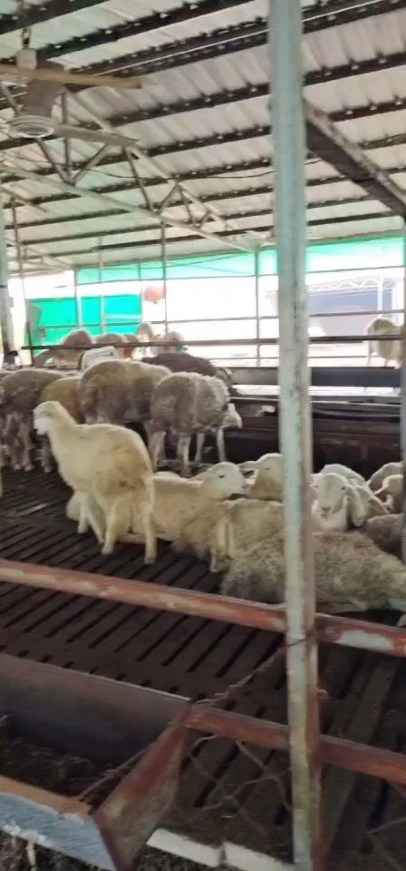 腐熟发酵纯鸡粪兔粪羊粪瓜果蔬菜大棚基地种植