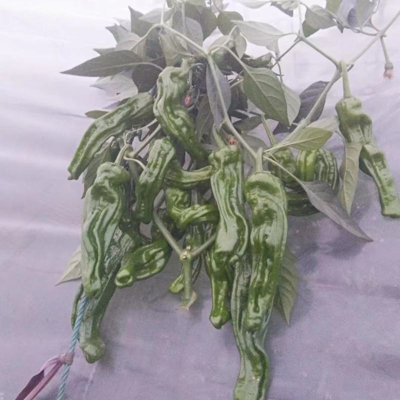 薄皮螺丝椒种子一号辣味浓黑色脆嫩螺旋皱褶宜鲜食