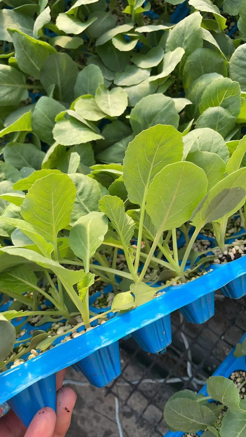 75天有机菜花苗80菜花苗花椰菜苗单球重2kg以上