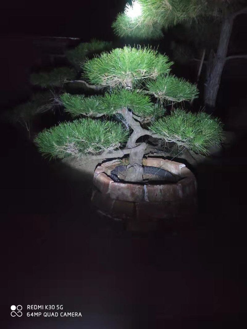 自然园林景观松基地，精品造型油松，造型黑松，基地直供