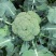 西兰花苗炎秀耐寒优秀绿菜花苗青花菜苗预订有苗