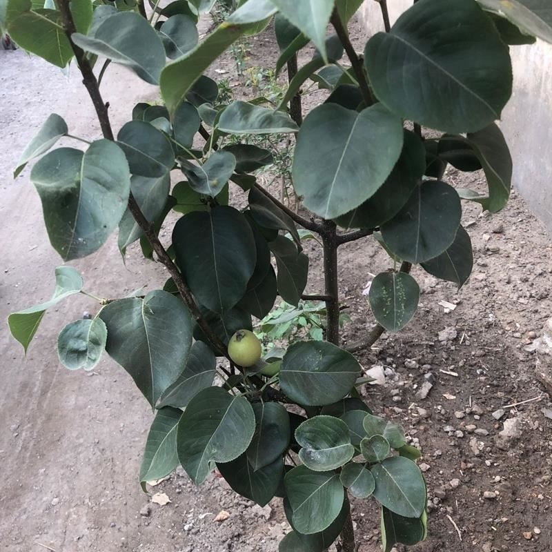 梨树苗奥红一号梨树苗嫁接苗好品种包成活包结果包邮发货