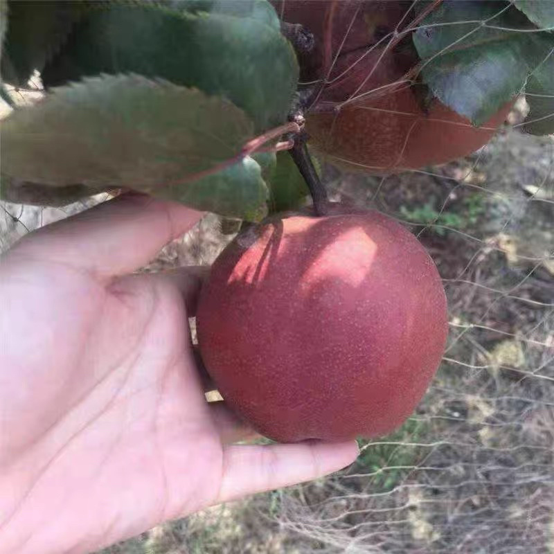 梨树苗奥红一号梨树苗嫁接苗好品种包成活包结果包邮发货