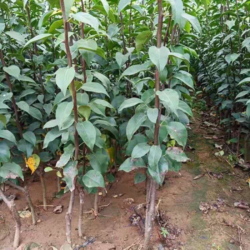 梨树苗奥红一号梨树苗嫁接苗好品种包成活包结果包邮发货